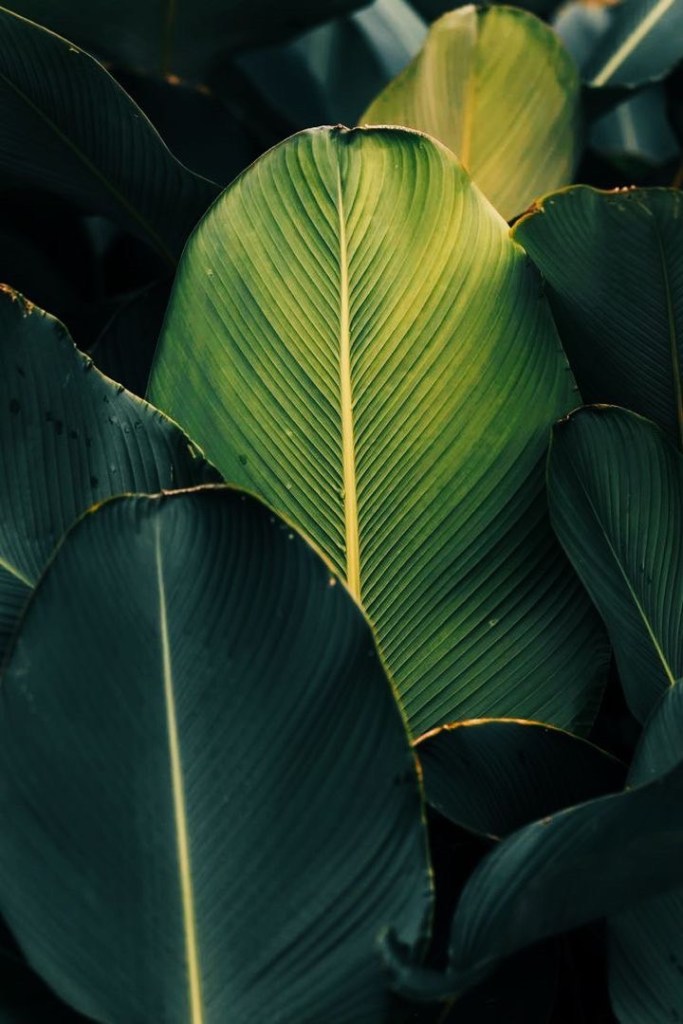 ピラティス レッスン 料金　リフォーマー　マシンピラティス